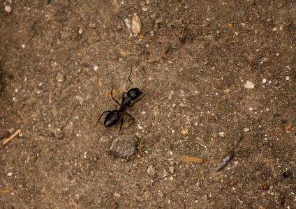 蚂蚁, 昆虫, 黑色, 爬网, 小, 小小, bug