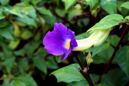 tumbergia 蓝, tumbergia, 花, 花园, 自然, 植物