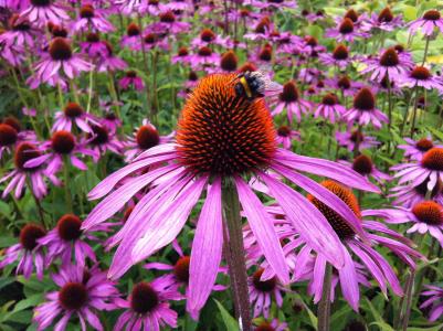 紫锥菊, 花, 金光菊, 自然, 草药, 植物园, 药用