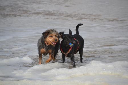 海滩上的狗, 狗, 混血猎犬约克郡, 动物, 宠物