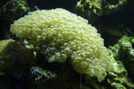 珊瑚, 海, 植物