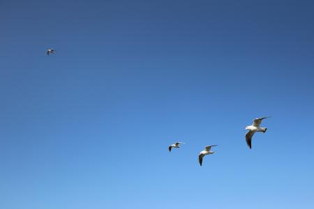 海鸥, 背景, 蓝蓝的天空, 飞行, 翅膀, 鸟类, 动物群