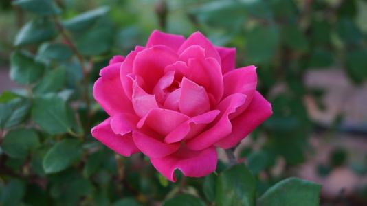 一朵玫瑰, 浪漫, 美, 香气, 粉色, 绽放, 粉红玫瑰