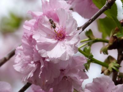 开花的树, 蜜蜂, 粉色, 春天, 绽放, 昆虫, 昆虫飞行