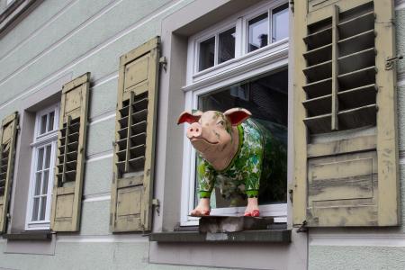 猪, 小猪, 合秀, tettnang, 窗口, 好奇心
