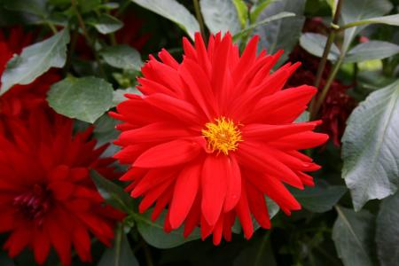 红色雏菊, 红色的花, 田野之花, 自然, 花, 植物, 红色