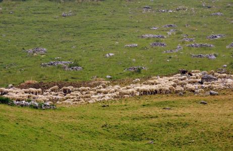 羊群, 羊, 普拉托, 绿色, 山, 动物, 草