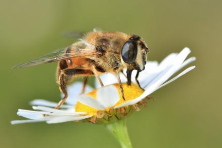 蜜蜂, 昆虫, 动物, 植物, 自然, 开花, 绽放