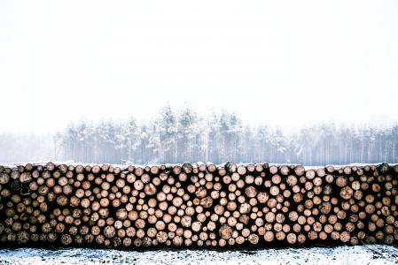 桩, 木材, 日志, 日志, 木材, 雪, 感冒