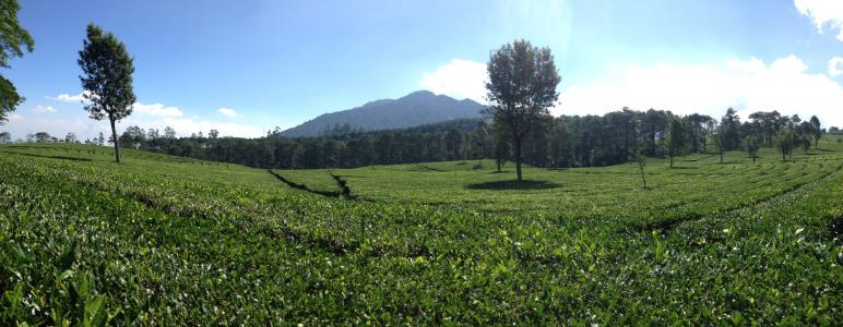 全景茶园, 万隆, 印度尼西亚, 自然, 山, 树, 小山