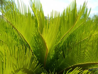 棕榈叶, 详细, 关闭, 结构, 纹理, 绿色, 植物