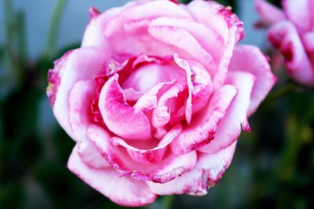 粉红玫瑰, 爱, 激情, 情人节那天, 花