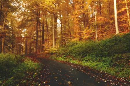 棕色, 叶, 树木, 旁边, 线索, 道路, 路径