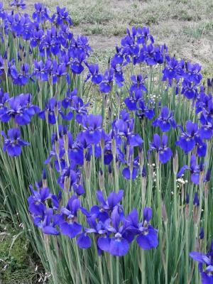 虹膜, 在初夏, 初夏花, 紫色的花, 蓝色的花朵