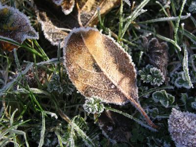 早上, 草甸, 白霜, 自然, 冬天, 弗罗斯特, 感冒