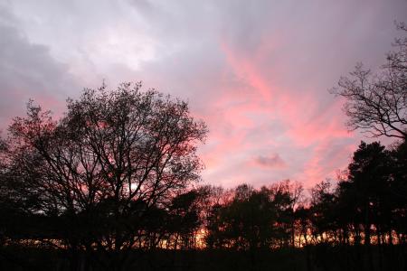 傍晚的天空, 日落, 余辉, 树木, 天气心情