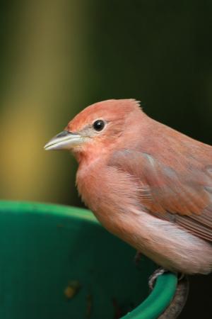 鸟, 粉红色的鸟, 关闭, 可爱, 动物, 自然, 野生动物