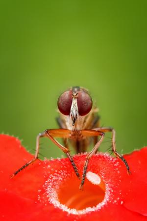 robberfly, 飞, 昆虫, 宏观, 动物, 野生动物, 详细