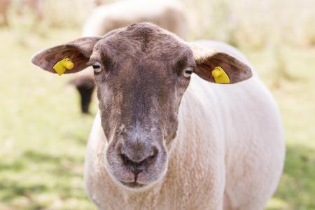 羊, 动物的画像, 头, 自然, 羔羊, 牧场, 草