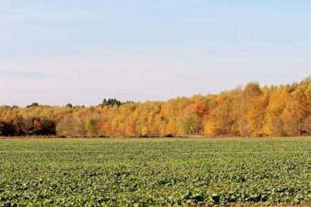 秋天的色彩, 树木, 秋天的颜色, 金色的秋天, 森林, 秋天的心情, 自然