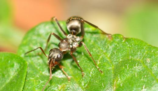 膜翅目, 蚂蚁, serviformica, 昆虫, 自然, 特写, 宏观