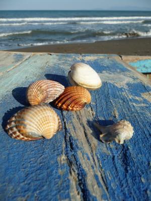 海, 贻贝, 贻贝的贝壳, 假日, 漂浮物