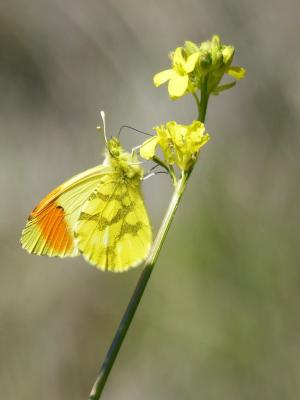 只黄色的蝴蝶, 黄色的极光, 野生花卉, libar, anthocharis euphenoides, 极光 groga, 昆虫