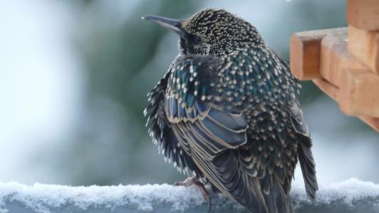 鸟, 冬天, 雪, 鸟类, 鸣禽