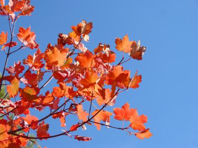 梧桐, 红叶, 秋天, 天空, 美, 秋天的颜色
