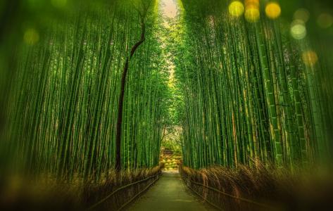京都议定书, 日本, 竹, 散景, 冒险, 森林, 旅行