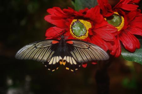 黑色, 蝴蝶, 红色, 白色, 昆虫, 多彩, 翅膀