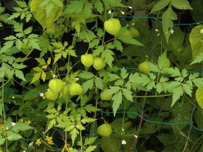 心豌豆, 子, 无眼, 气球, 绿色水果, 藤蔓, 绿色窗帘