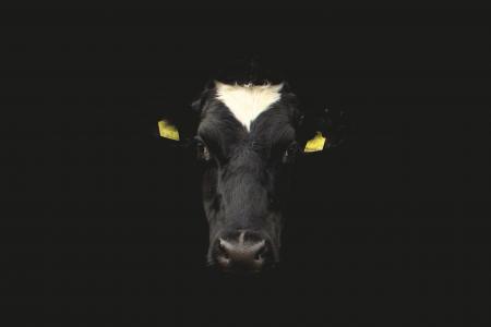 母牛, 母牛面孔, 牛肖像, 脸上, 动物, 农业, 牛
