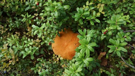 蘑菇, 牛肝菌, 天然营养, 蔓越莓-矮灌木