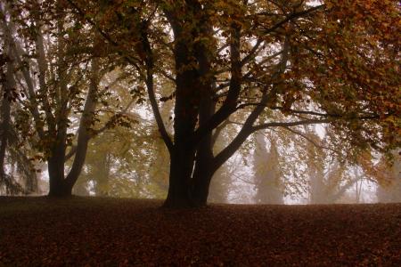 树, 山毛榉, 秋天, 叶子, 心情, 自然, 森林