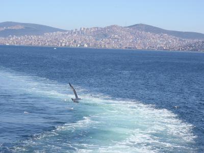伊斯坦堡, 海, 海鸥