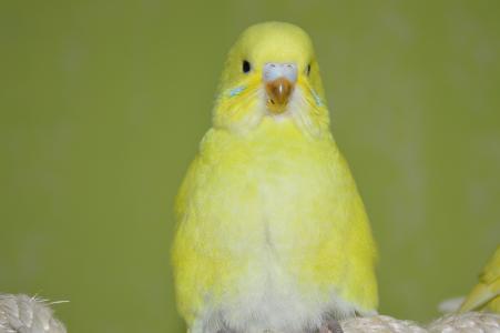 鹦鹉, 黄色, ziervogel, 鸟, 动物, 自然, 喙