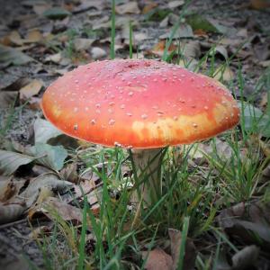 飞金顶, 森林, 自然, 有毒, 红色飞木耳蘑菇, 秋天, 发现