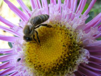 花, 蜜蜂, 宏观, 花瓣, mov, 黄色, 花粉