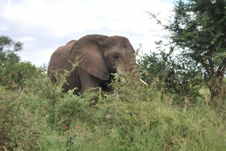大象, 非洲, 南非, 野生动物园, 克鲁格公园, 动物