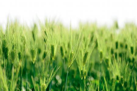 自然, 植物, 绿色, 字段, 小麦, 春天, 日本