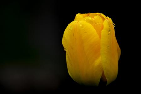 郁金香, 花, 雨滴, 自然, 黄色的花, 雨滴, 雨后