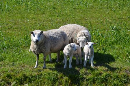 羊, 羔羊, 家庭, 特塞尔岛, 羊毛, 动物, 牧场