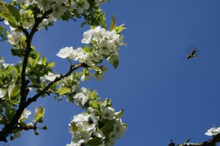 春季传粉者, 蜜蜂, 白色, 开花, 蓝色, 天空, 授粉