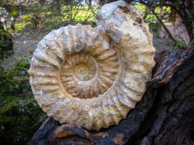 化石, 蜗牛, 吓呆了, 石化, 史前时代, 自然, 螺旋