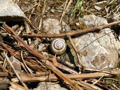 蜗牛, 壳, 螺旋, 时间, 慢慢地, 休息, 小