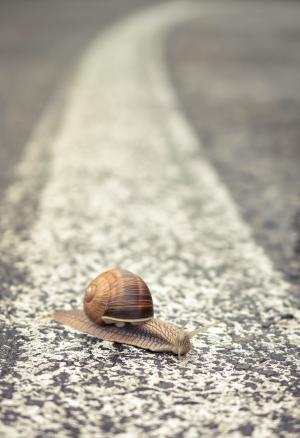 道路, 宏观, 街道, 旅行, 距离, 方向, 蜗牛