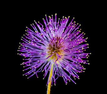 野生花卉, 小花, 紫色, 爆炸, 烟花汇演, 多色, 庆祝活动