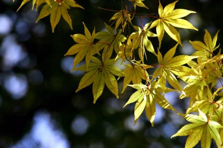 秋天的落叶, 秋天, 木材, 黄枫叶