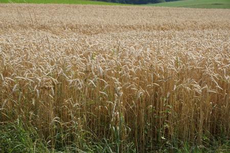 字段, 草甸, 小麦, 收获, 夏季, 黄色, 粮食